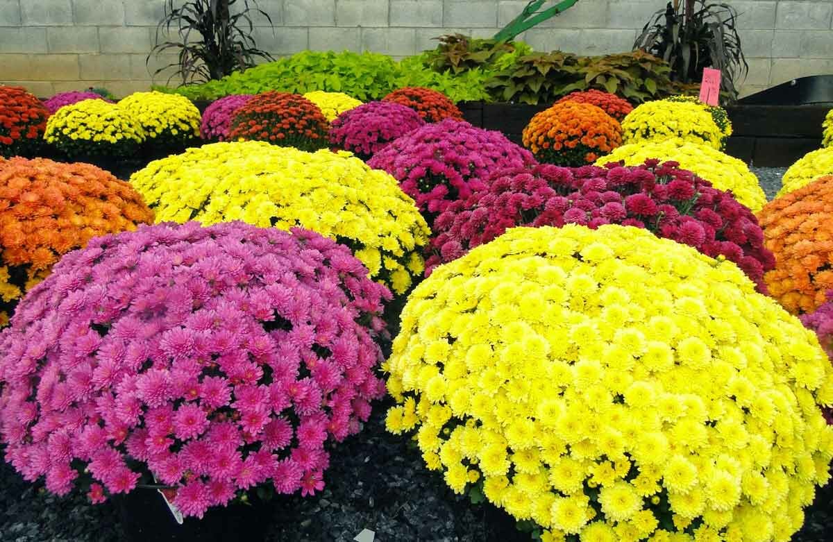 Хризантема мультифлора / Chrysanthemum Multiflora купить оптом. Лучшие  саженцы и посадочный материал | Процветание - Екатеринбург и Свердловская  область